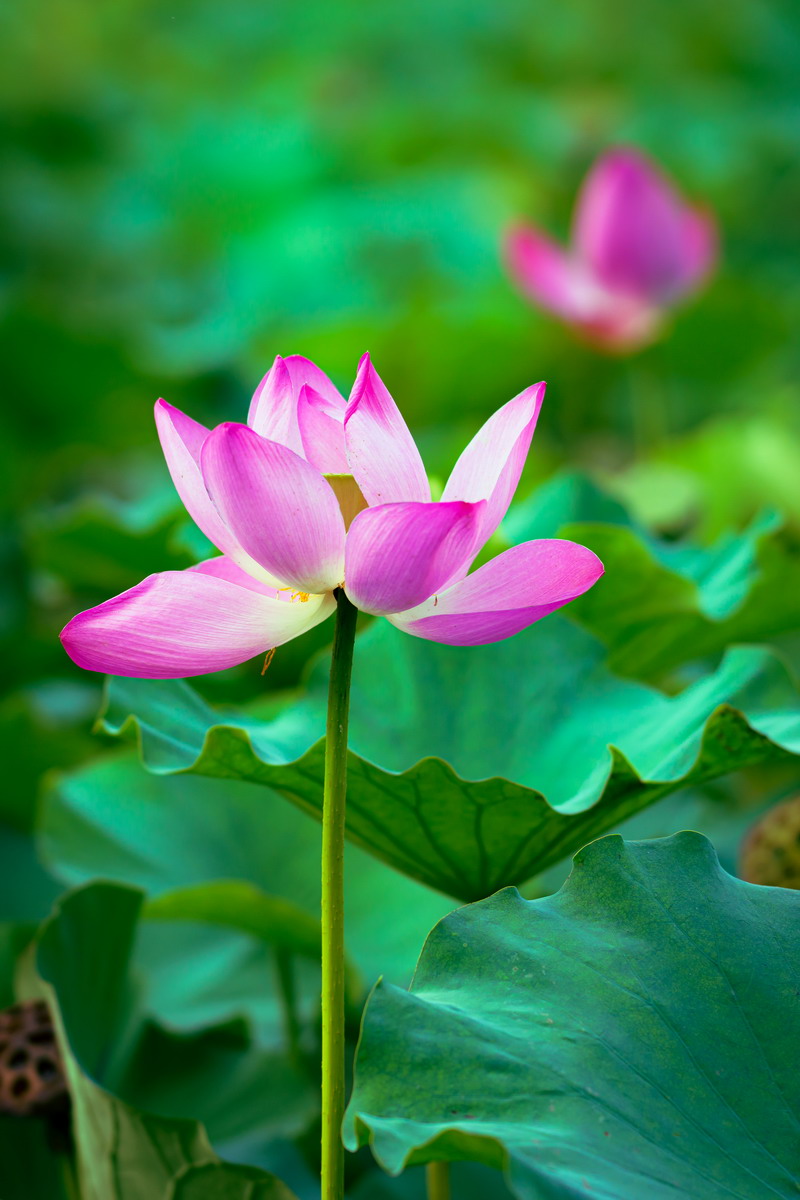 翰墨寫初心，妙筆揚清風——省建設科研院組織參加集團紀委清廉文化作品展(圖1)